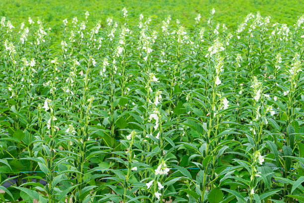 Sesame Cultivation